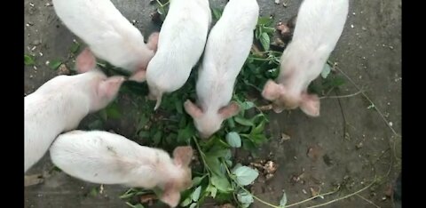 Very funny pigs and piglet 🐽 moments