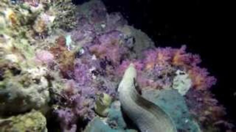 Moray eel fight at night