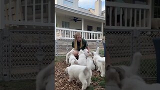 PUPPY HEAVEN #greatpyreneespuppies #puppies