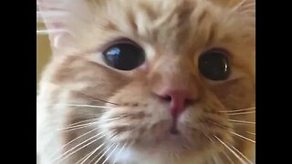 CAT VIDEO