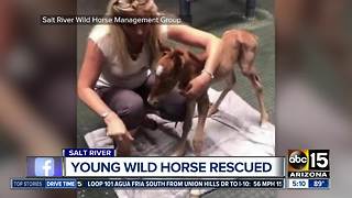 Young horse rescued from Salt River area