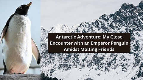 Antarctic Adventure: My Close Encounter with an Emperor Penguin Amidst Molting Friend