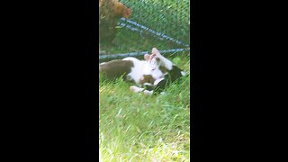Tiny, 5 month Mini American Shepherd MAS plays with 4 week old border collies