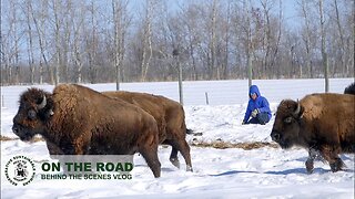 CANADA A CONSTANT BATTLE | Canadian Bison Ranchers fight the deep snow to feed their livestock.