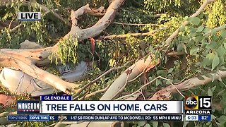 Tree falls on home, cars in Glendale