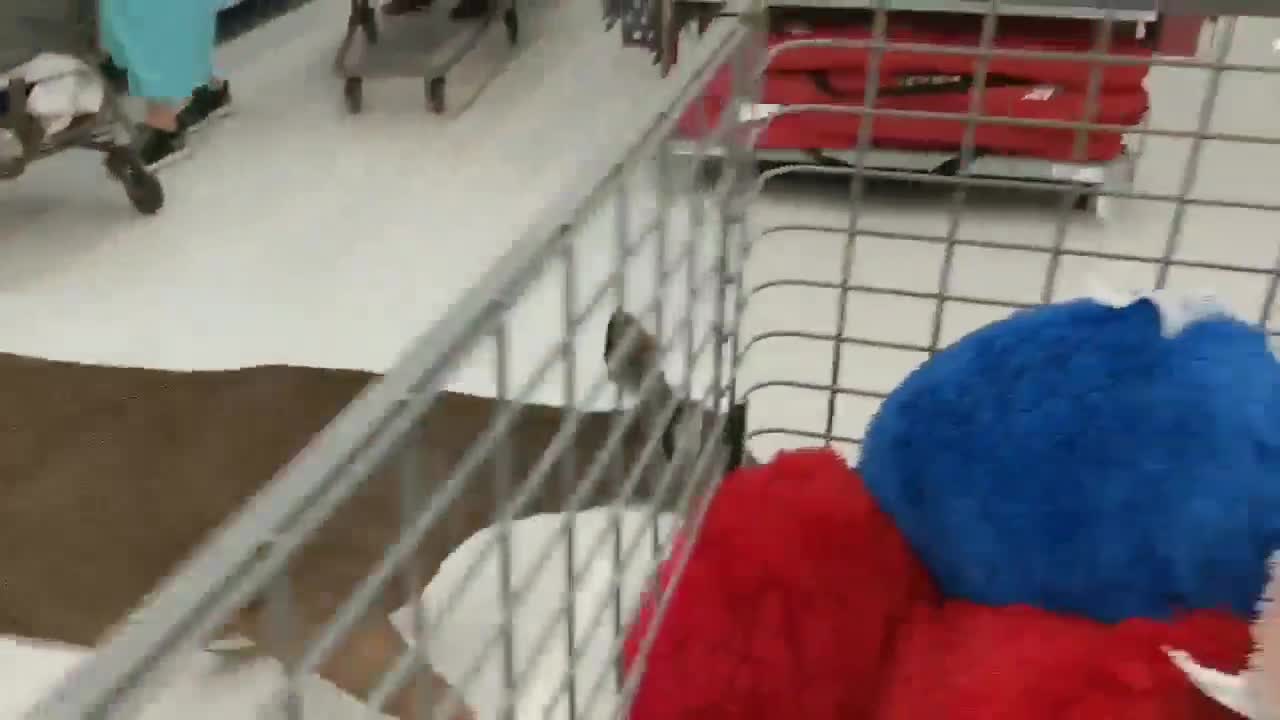 Wooster Walmart customers help employees catch deer on the loose inside store