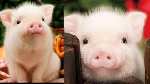 CUTE BABY PIGS COMPILATION 2021 AWESOME PIGS & THEIR PIGLETS - A Must See