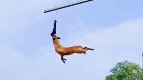 the dog jumps very high