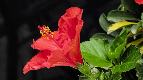 4K Hibiscus Flower Video And Relaxing Music On Rumble. com
