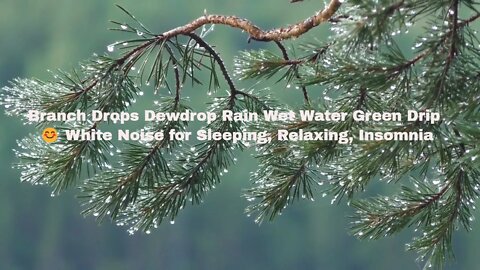 Branch Drops Dewdrop Rain Wet Water Green Drip 😊 White Noise for Sleeping, Relaxing, Insomnia