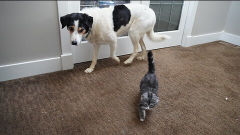 Fixated Dogs Watch Kittens Play