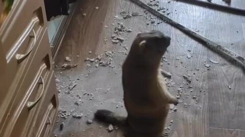 Pet groundhog makes disastrous mess at home