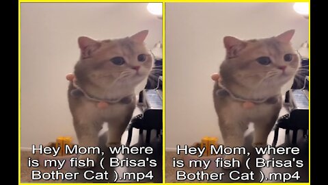 Hey Mom, where is my fish ( Brisa's Bother Cat )