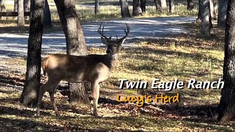 Winter Arrives at the Eagle! Deer and Turkey Abound! November 16th