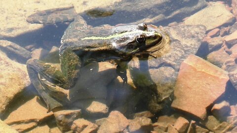Frog river