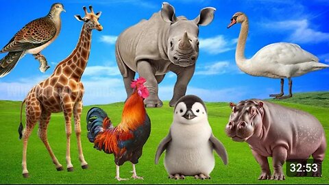 Amazing Familiar Animals Playing Sounds: Hippo, Chicken, Swan, Pigeon, Penguin - Cute Little Animals