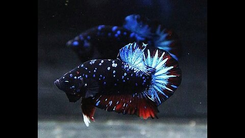 Top Grade Bettafish Avatar Series