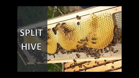 (Split Bee Hive) E. Tennessee