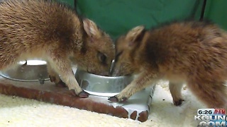 Two baby javelina being cared for at Tucson Wildlife Center