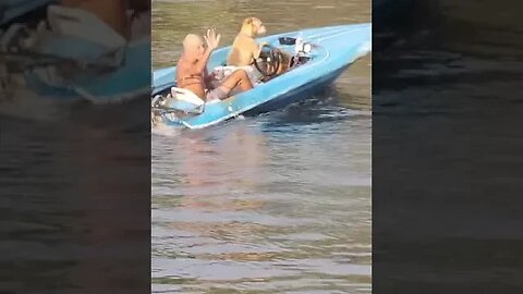 Dog driving a boat is this Florida mans designated driver