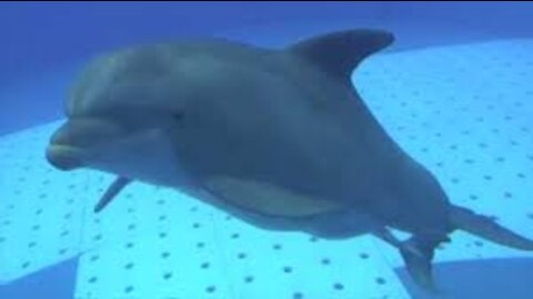 dolphins in the sea music to relax