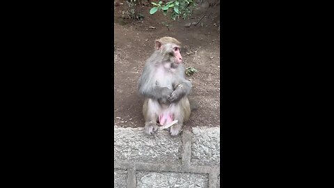 copy cat monkey