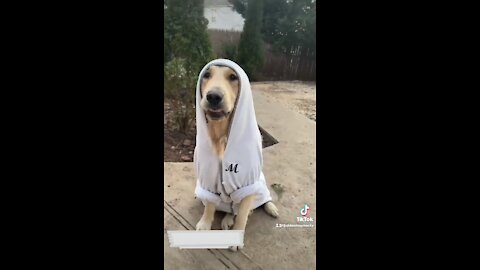 Funny Golden Retriever