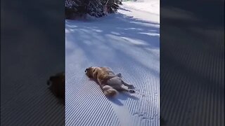 Amazing Dog playing on the snow#shorts