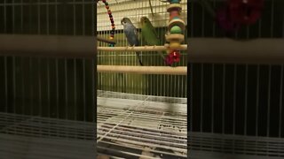 Budgies Sweet Emotion! 💜💛 #shorts #youtubeshorts #budgies #parakeets #animallover