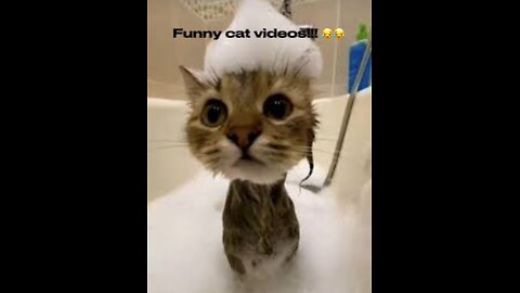 Funny cat video compilation 😂😂🤪