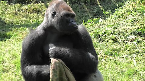 Gorilla won't go anywhere without his safety blanket