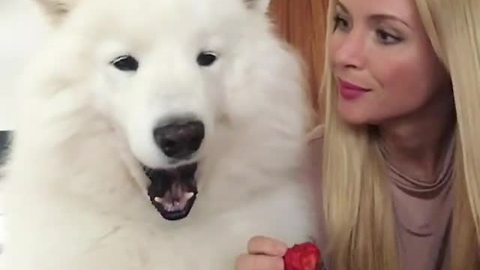 Woman shares strawberries with fluffy Samoyed
