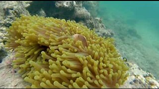 Fryktløs fisk leker med en giftig sjøanemone