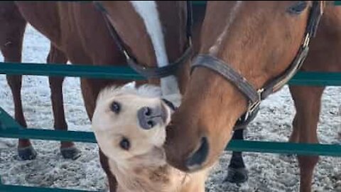 Ce chien s'entend à merveille avec les chevaux