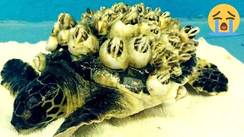 Barnacle Removal From Helpless Sea Turtles, The Worst Barnacles Cases