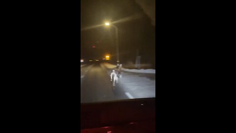 Moose Spotted On Highway 11 North Bay