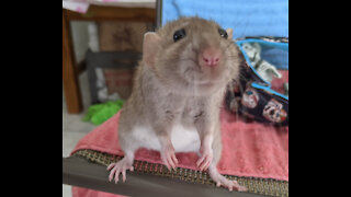 Rats really can laugh! Listen to a giggling baby Roof rat!