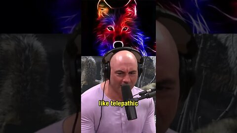 The Fascinating Communication of Wolves Explained with Forrest Galante | Joe Rogan Experience