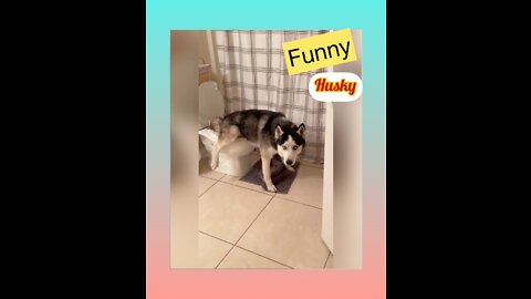 Funniest Husky Videos 🤣 🐶 Funny And Cute Dog Videos Compilation!