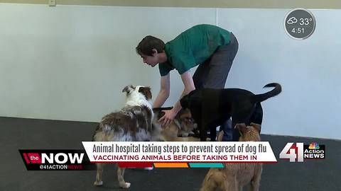 Local animal hospital wants to keep dog flu away