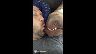 MASSIVE Pit Bull puppy loves his upside down “sneaky kisses” 🙃😘🦁