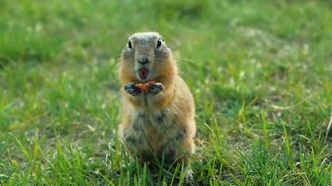 A hare eating looks so cute