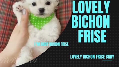 Funny Cute lovely Bichon Frise Baby