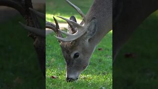 Name that condition ... #shorts #deer #deerhunting