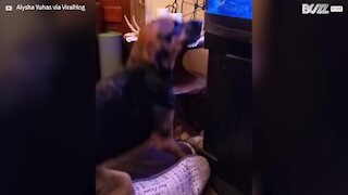 Cão e peixe brincam separados por vidro do aquário