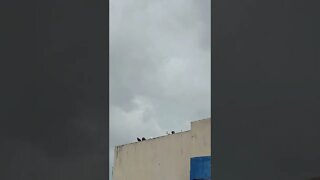 A group of pigeons on top of the balcony. 😃