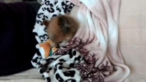 A dog covering herself with a quilt