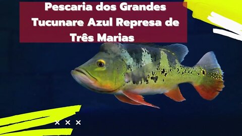 Pescaria dos Grandes Tucunaré Azul Represa de Três Marias , alugamos rancho as margens da Represa .