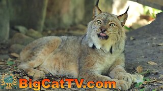 Evening Walkabout with Carole as she provides cat updates @Big Cat Rescue 04 10 2023