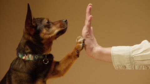 Dog learning how to clap